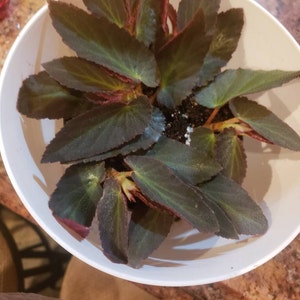 Elizabeth ha añadido una foto de su compra