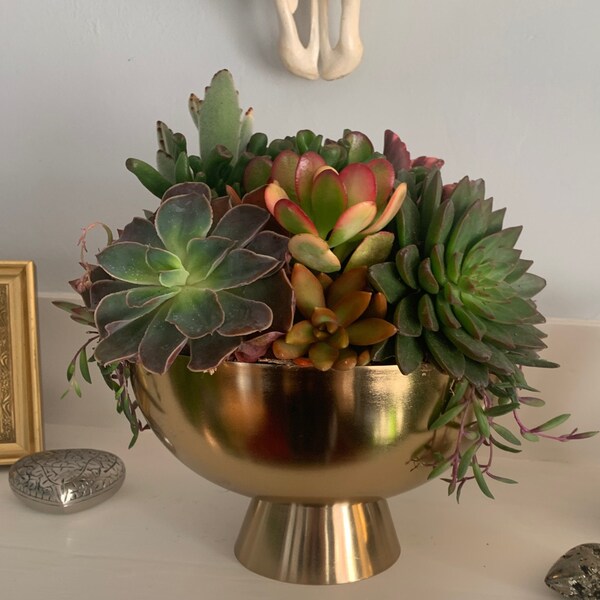 Elegant Cement Flower Pot for Succulent Garden Décor