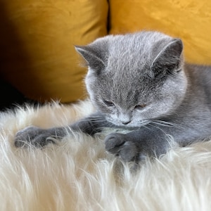 Alina added a photo of their purchase
