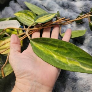 Hoya Marcophylla Pot of Gold (((hoya)))) Phyto-cer//// - Etsy