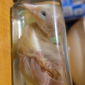 Christi hat ein Foto des gekauften Artikels hinzugefügt