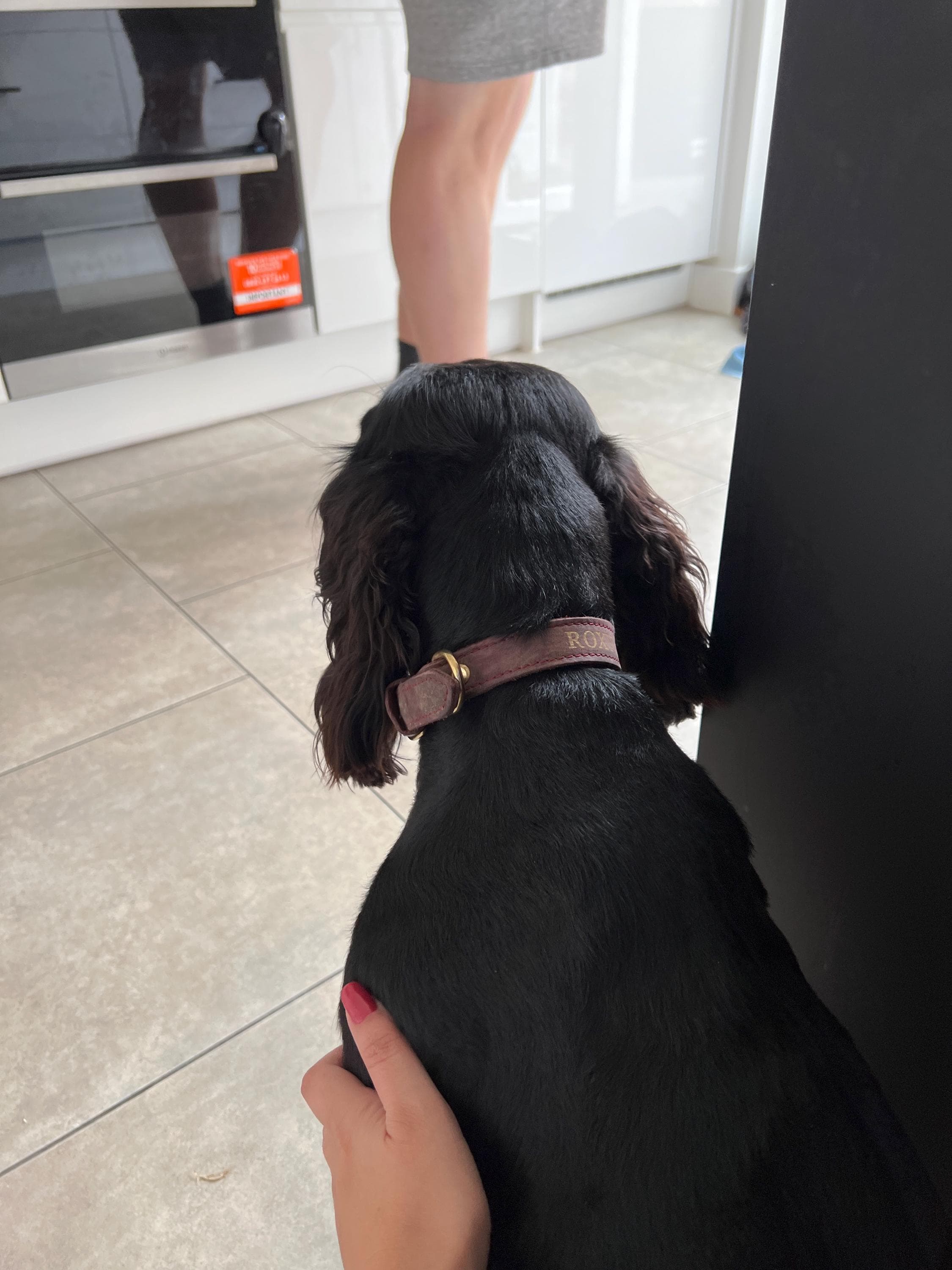 Personalized Leather Dog Collar, Personalized Dog Collar, Genuine Leather Dog Collar, Engraved Leather Dog Collar, Customized Dog Collar