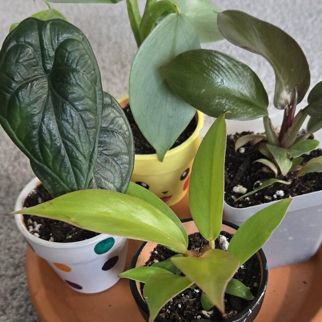 Aglaonema Pictum Tricolor 2 Plants in 1 Pot 4” Pot (ALL PLANTS