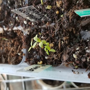 50+ Mountain Big Sagebrush Seeds (Artemisia Tridentata Vaseyana) - Great For Planting, Xeriscaping, Wildlife Habitat 9 thumbnail image