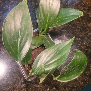 SpaceCwboy added a photo of their purchase