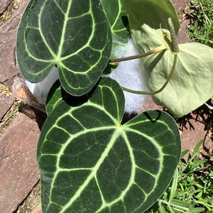 Anthurium Clarinervium Heart Aroid Live House Plant 4 Potted Gift - Etsy