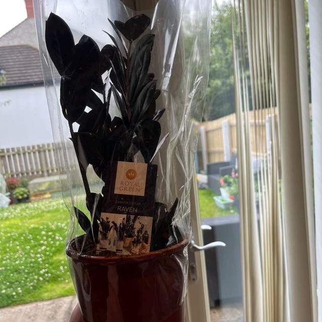 Zamioculcas raven (ZZ plant) kopen Zamioculcas raven (ZZ plant) kopen