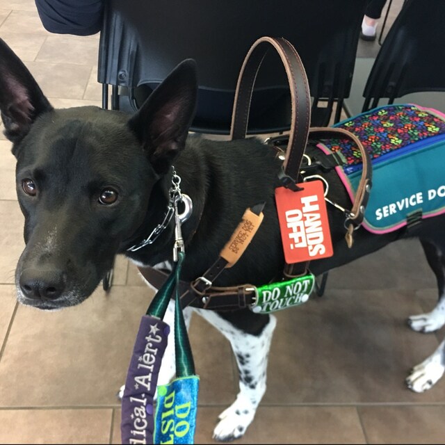 Service Dog Harness for Bracing Pulling and Mobility Support Etsy