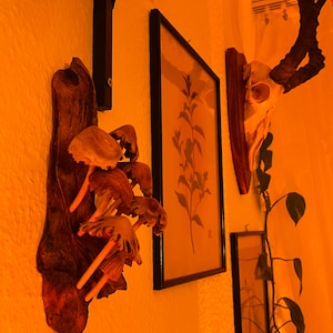 Leesche added a photo of their purchase