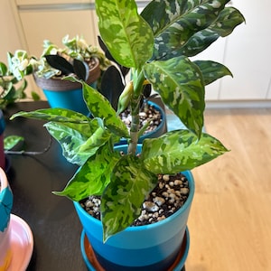 Alvina added a photo of their purchase