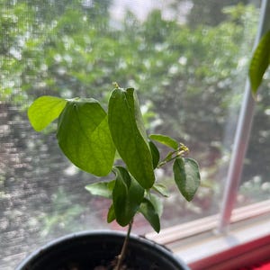 deepthi added a photo of their purchase