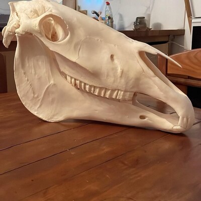 Real Ram Skull With Black Horns ovis Aries, Perfectly Clean, Whitened ...