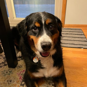 Medagliette Identificative Per Cani Color Arcobaleno, Ossi In Acciaio - Foto 13