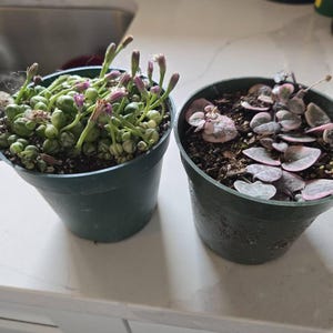Angie added a photo of their purchase