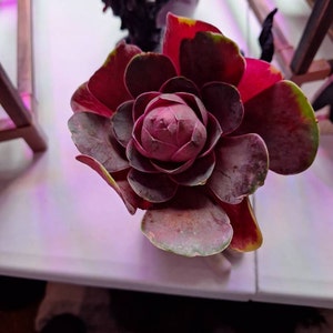 Madison hat ein Foto des gekauften Artikels hinzugefügt