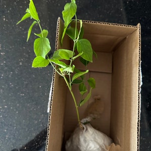 Sam added a photo of their purchase