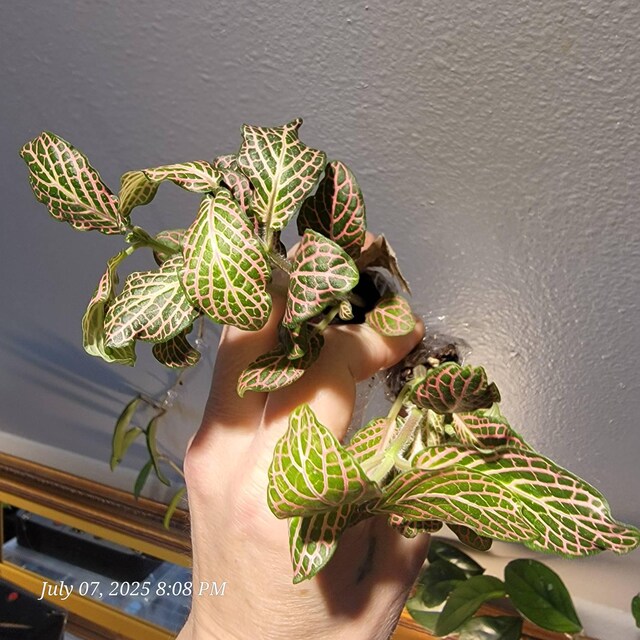 Pink Forest Flame Fittonia Starter Plant (ALL STARTER PLANTS