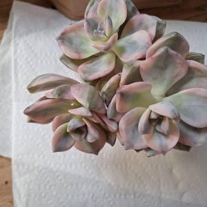 CAROL added a photo of their purchase