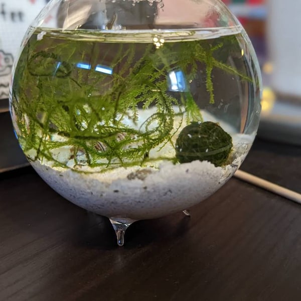 Small Zen Nano Java Moss Ball Terrarium DIY Craft Kit for Office Desk ...