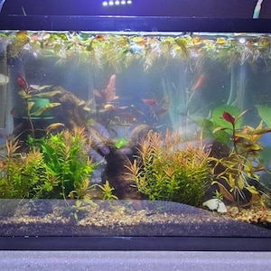 Phyllanthus Fluitans Red Root Floater - Live Aquarium Plant