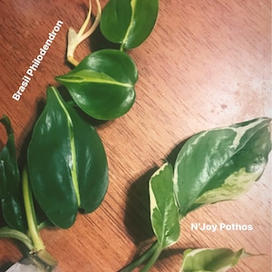 Lauren added a photo of their purchase