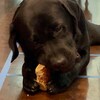 thumbnail image 2 of Top Dog Chews 12” Standard Bully Sticks – 12 Pack, Grass Fed Angus Beef, USA 2 of 5