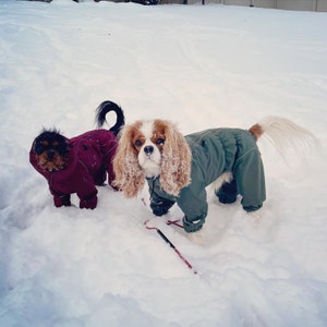 Camouflage Raincoat For Cavalier King Charles Spaniel Cavalier
