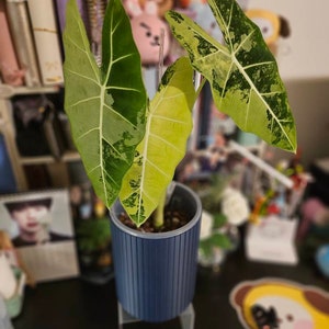 Jennifer added a photo of their purchase