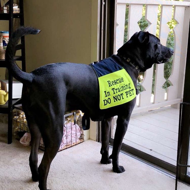 Dog Vest for 25 to 90lb dogs Rescue In Training DO NOT PET Etsy