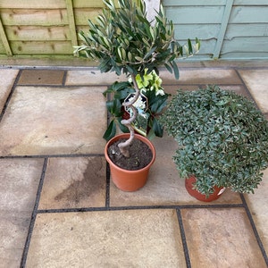 Jane ha añadido una foto de su compra