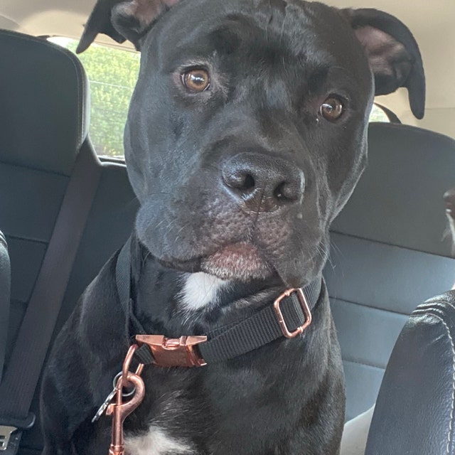 MuttsnBones Unique Dog Collars Leashes and More by MuttsnBones