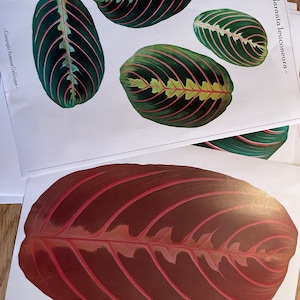 nynke added a photo of their purchase