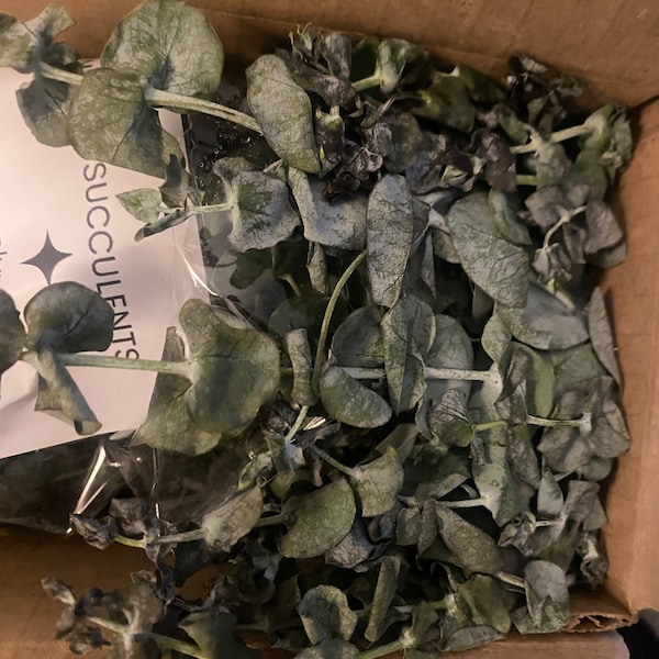 Fresh Eucalyptus Shower Bundle | Eucalyptus Plant | Fresh Eucalyptus ...