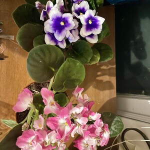 Terri added a photo of their purchase