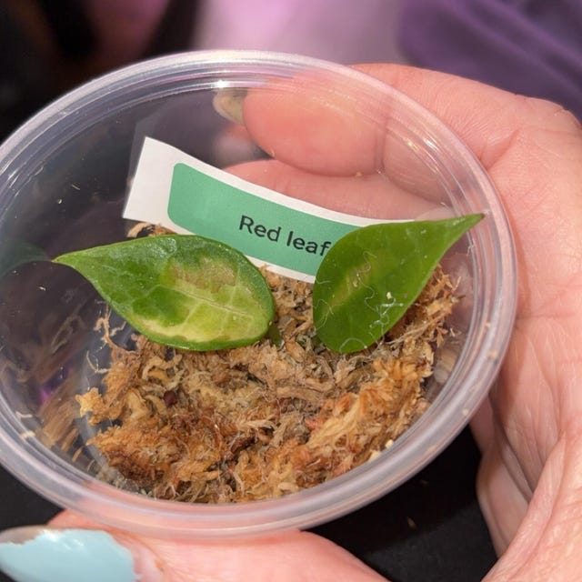 Hoya Kalimantan Mini Coin Splash - NOT Rooted Cutting - Etsy