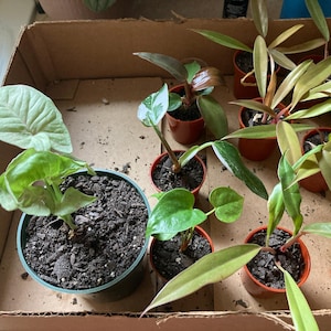 mix succulent plants Set of 6 - Succulent Mix Set