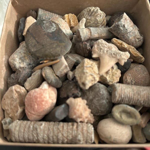 Megalodon Tooth Real Fossil Collection Box - 40 Shark Teeth, Ammonites, Sea Urchins &amp; More | Natural Specimens From Morocco Moroccan Fossils Set