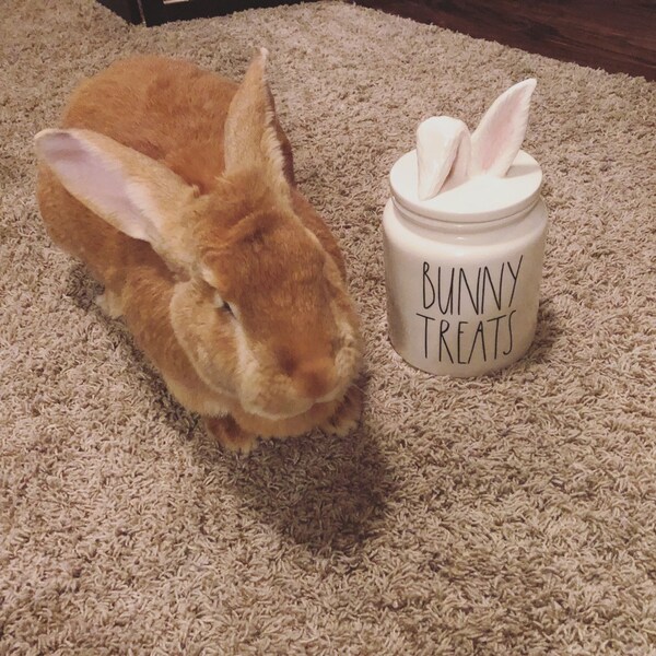 Rae Dunn BUNNY TREATS Decal - Rae Dunn Easter - Farmhouse - Decal Only ...