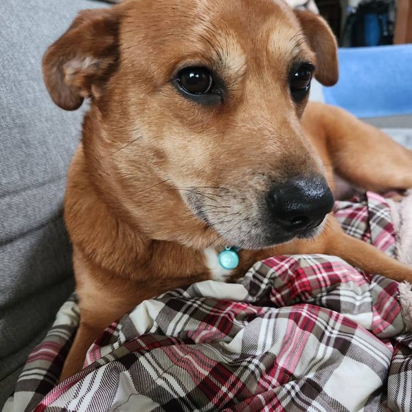 Beautifully Musically Sound Japanese Bells Called 