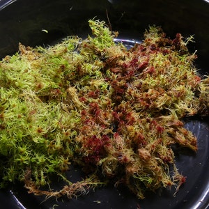 Live Fresh Sphagnum Moss Healthy for Terrariums Orchids Carnivorous ...