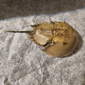 本物のカブトガニ - カブトガニの脱皮 - Etsy 日本