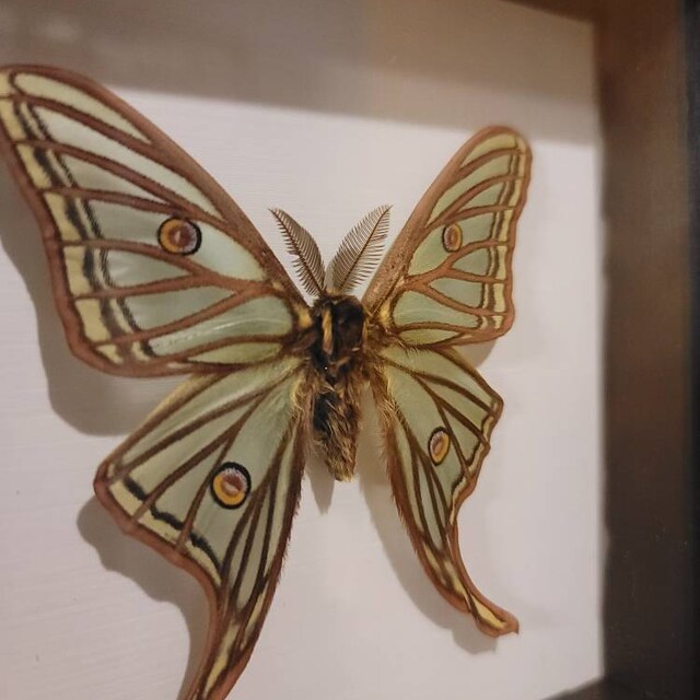 Rare XL Spanish Moon Moth Framed Taxidermy - Graellsia Isabellae