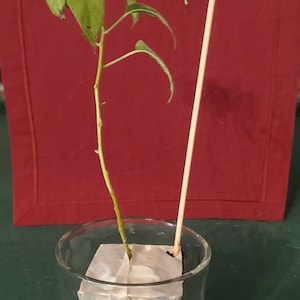 Julie ha añadido una foto de su compra