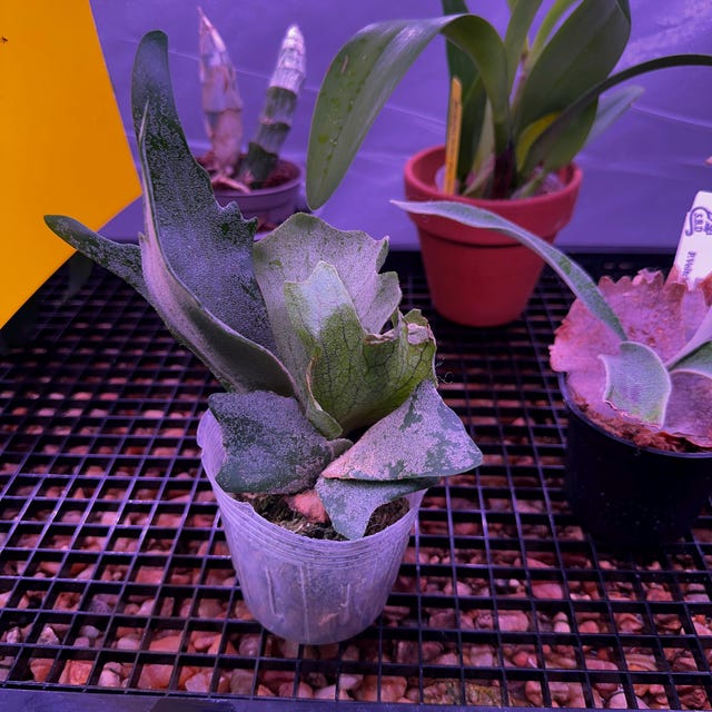 Platycerium Celso Tatsuta - Etsy