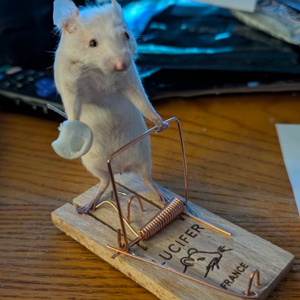 Taxidermy Rat Mouse Reader Taxidermy Rat Library Curiosity Oditties - Etsy