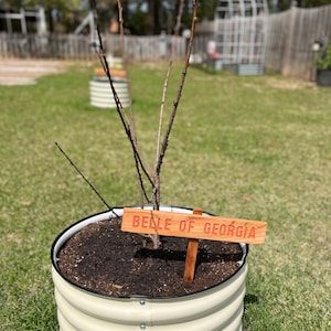 SplashOfColor ha añadido una foto de su compra