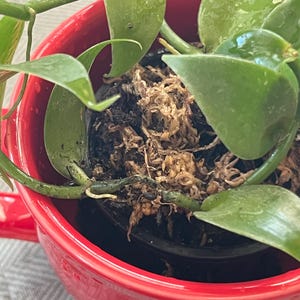 SA ha añadido una foto de su compra