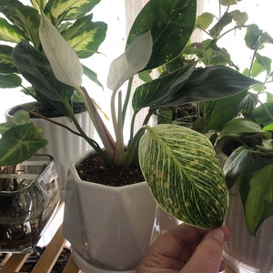 Samantha added a photo of their purchase