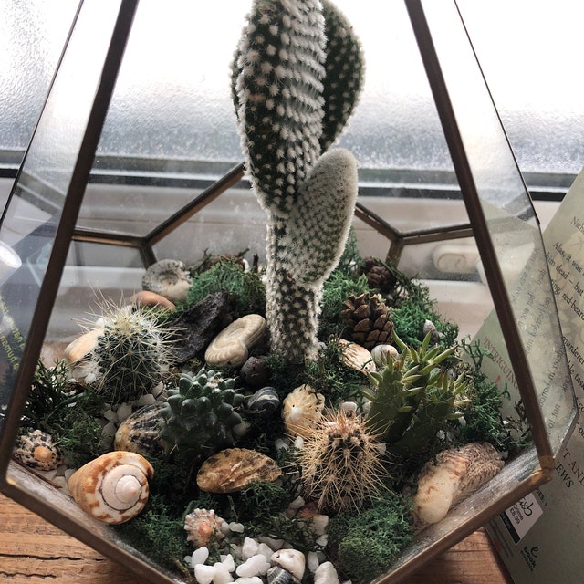 Terrarium Plant Set - 5 Cacti 