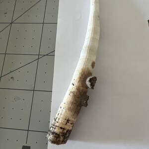 Shell Bits & Pieces Shards Beach Sand Tiny Little Shells for - Etsy